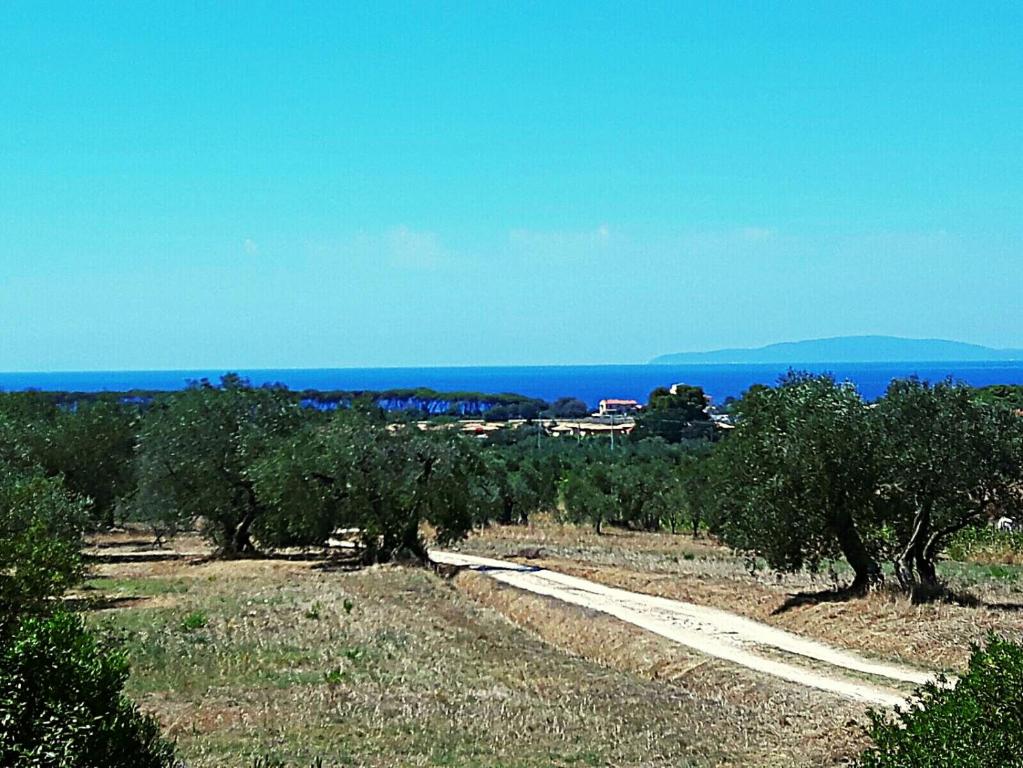 カルボニフェラにあるCasetta Olgaの海を背景にした樹畑