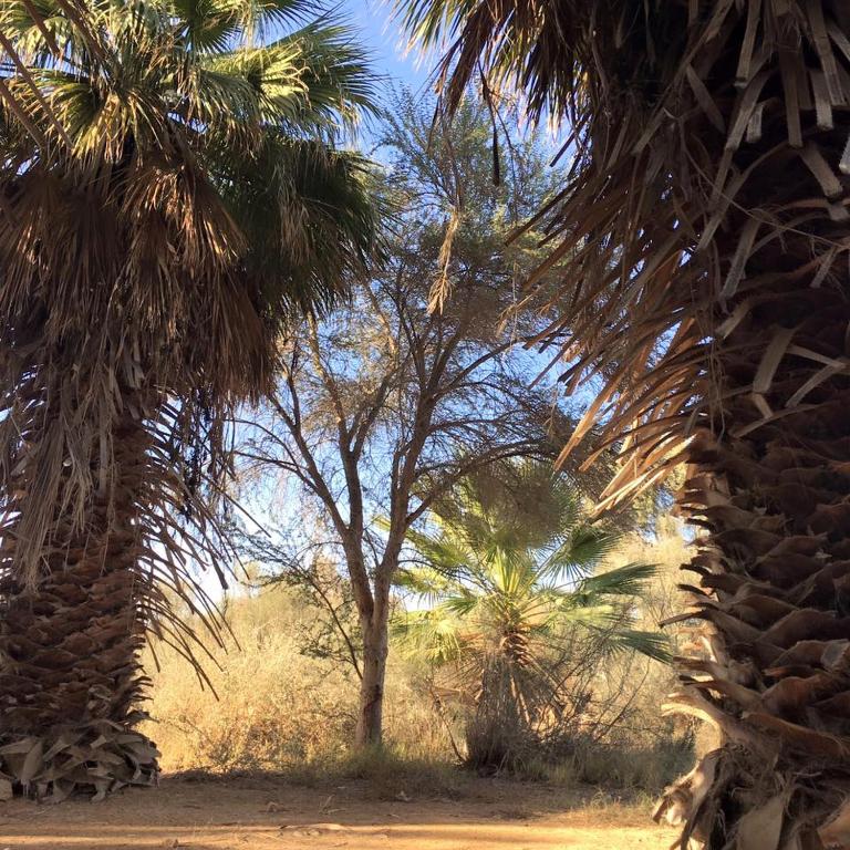 Giardino di Hamitzpa- Desert Hosting in Ezuz