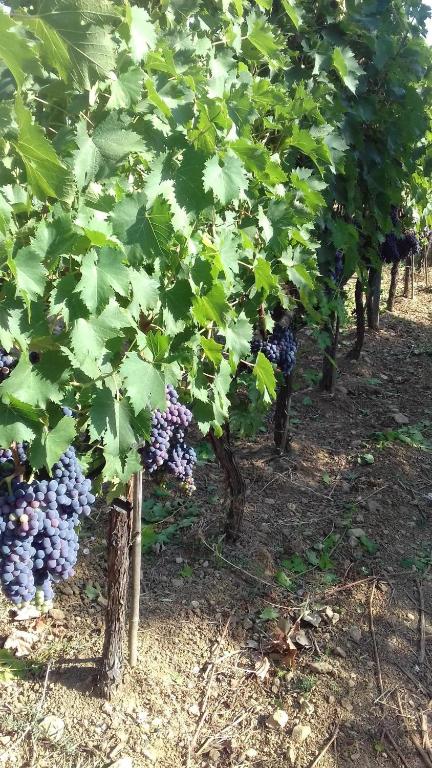 Zahrada ubytování Agriturismo La Carlina
