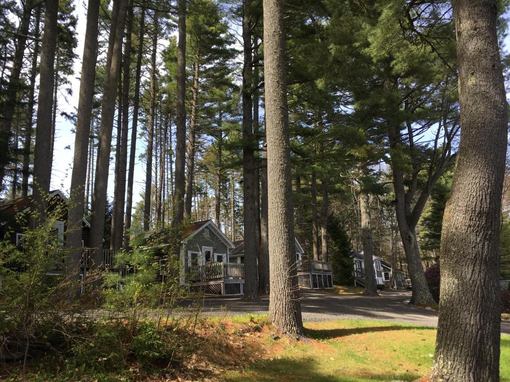 a house in the middle of a forest of trees at Pine Grove Cottages in Lincolnville