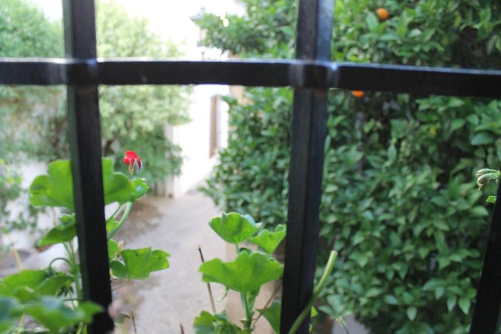Zahrada ubytování La casita de la ciudad
