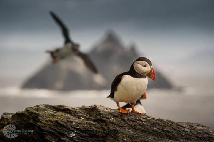 Altri animali domestici presso la stanza in casa privata o nei dintorni