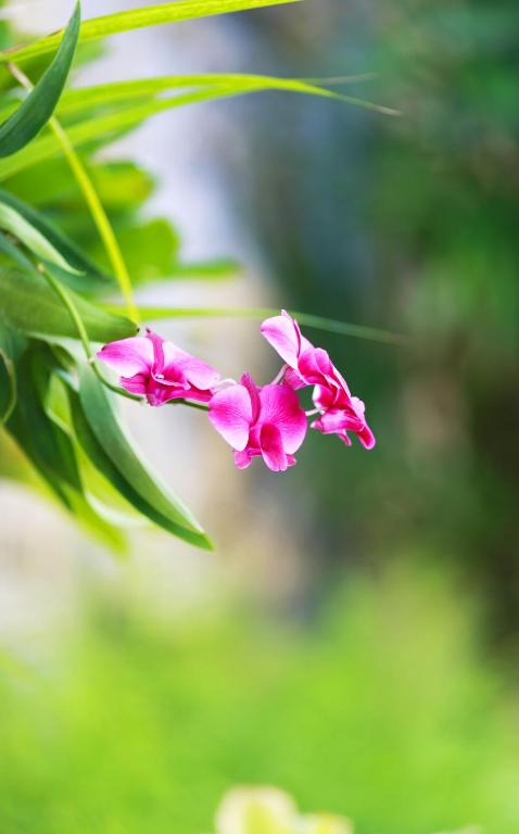 Baan Boa Resort - Resim 36