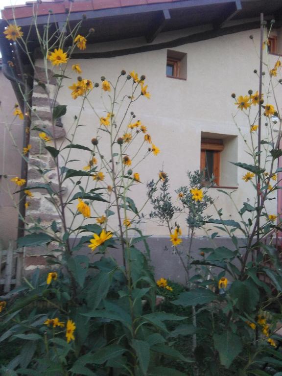 a garden with yellow flowers in front of a building at Valvanera 30 in Berceo