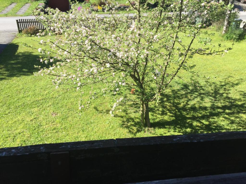 Zahrada ubytování Ferienhaus Am Sonnenhang