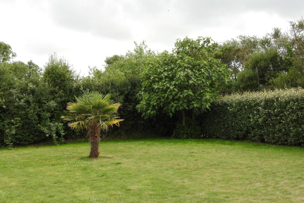 a palm tree in the middle of a field at Chambres d'Hotes Elvire et Laurent Barbey in Sainte-Marie-du-Mont