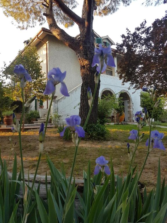 um grupo de flores roxas em frente a uma casa em MeraVilla em Ascoli Piceno