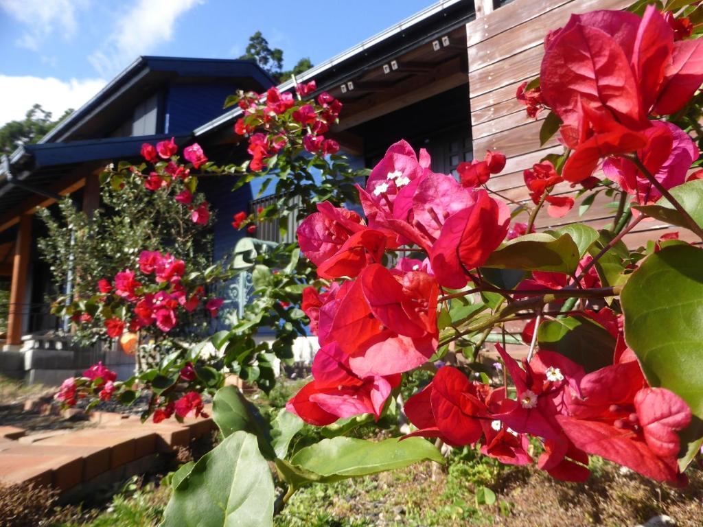 un arbusto de flores rojas delante de una casa en Pension Blue Drop en Yakushima