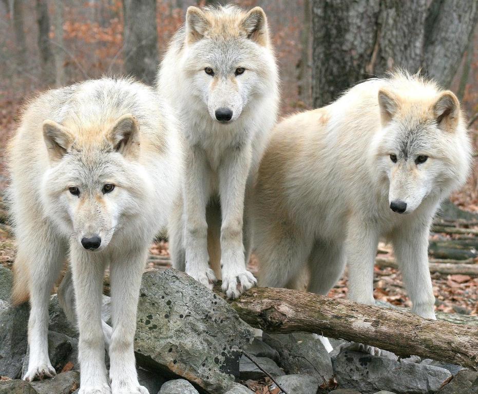 Drei weiße Wölfe stehen auf Felsen im Wald in der Unterkunft Aux 3 Loups in Châtenois