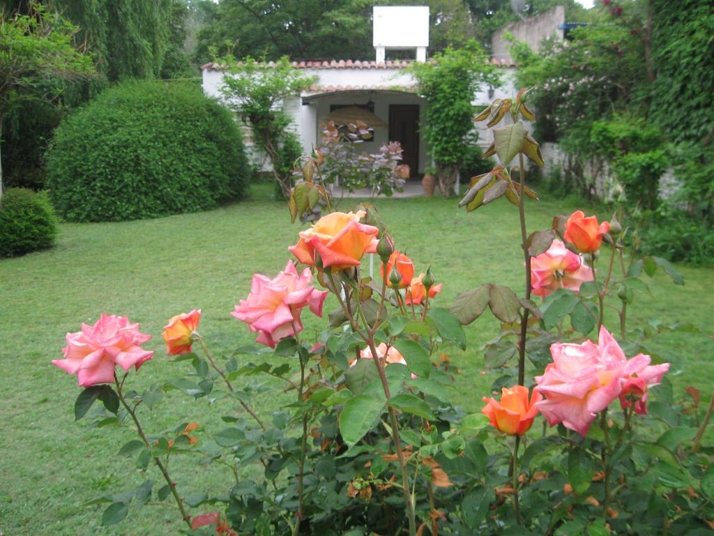 un grupo de rosas rosas y naranjas en un patio en La casa de Almirall en Santa Rosa de Calamuchita