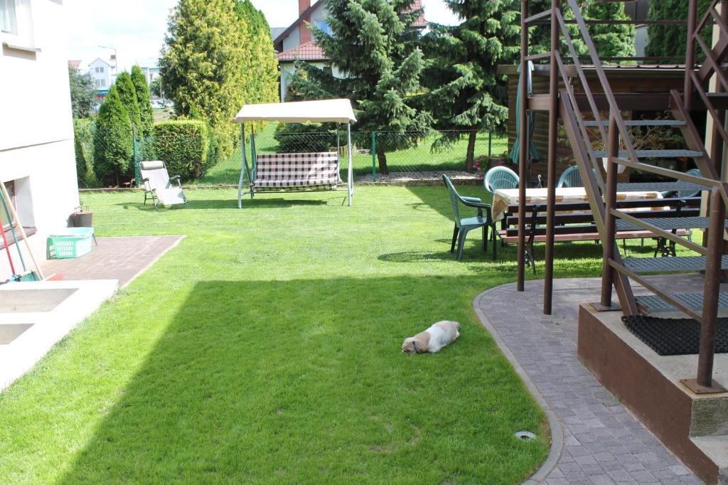 a dog laying on the grass in a yard at Apartament u Marzenki in Augustów