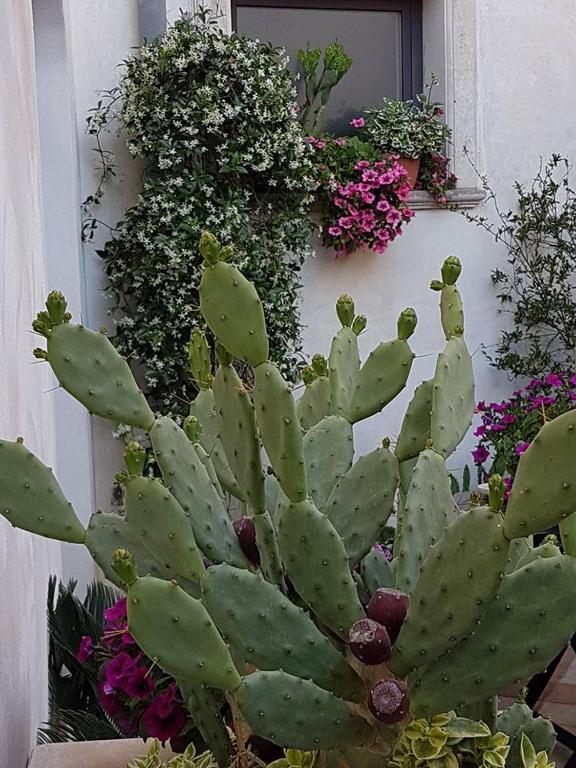 Zahrada ubytování Palazzo Volta Boutique Luxury B&B