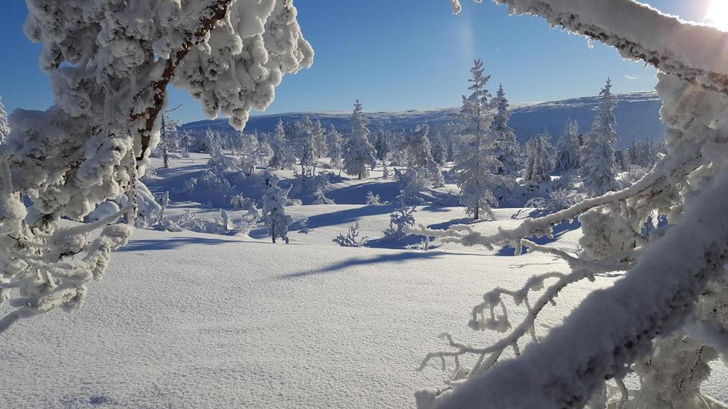 Sälens Bed & Breakfast Apartments في سالن: غابة مغطاة بالثلج مع الأشجار والثلوج