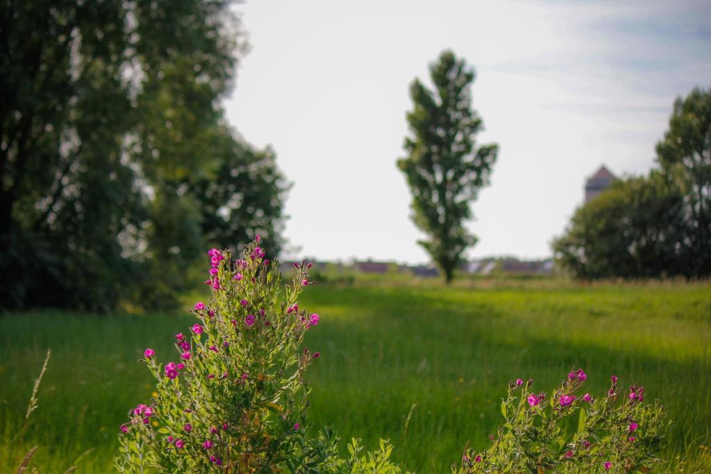 ein Grasfeld mit rosa Blumen im Vordergrund in der Unterkunft Ruiterhof B&B/Hostel in Bredene