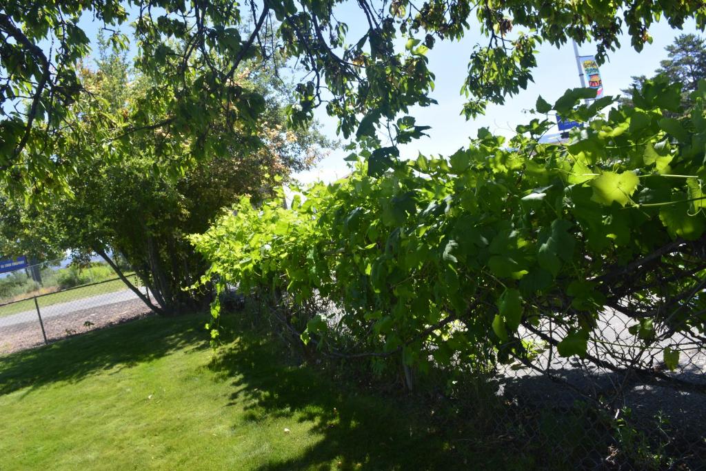 a tree with green leaves on a grass field at Retro Inn at Mesa Verde in Cortez