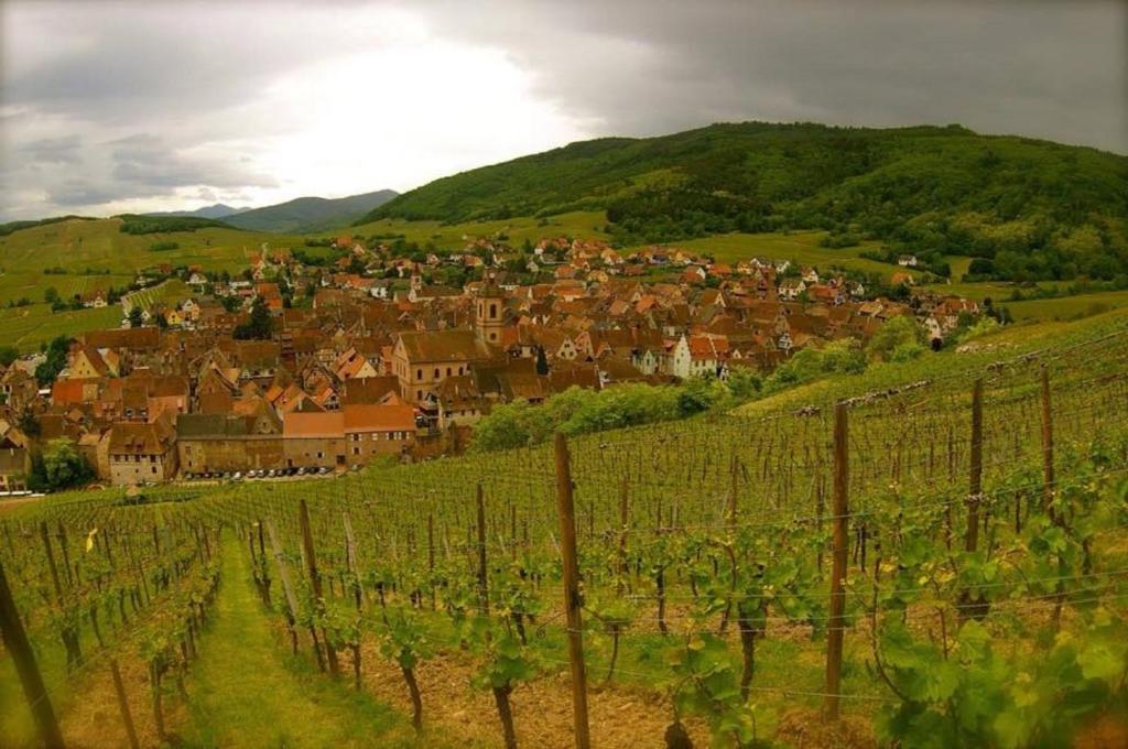 Les Ambrades Riquewihr – photo 28