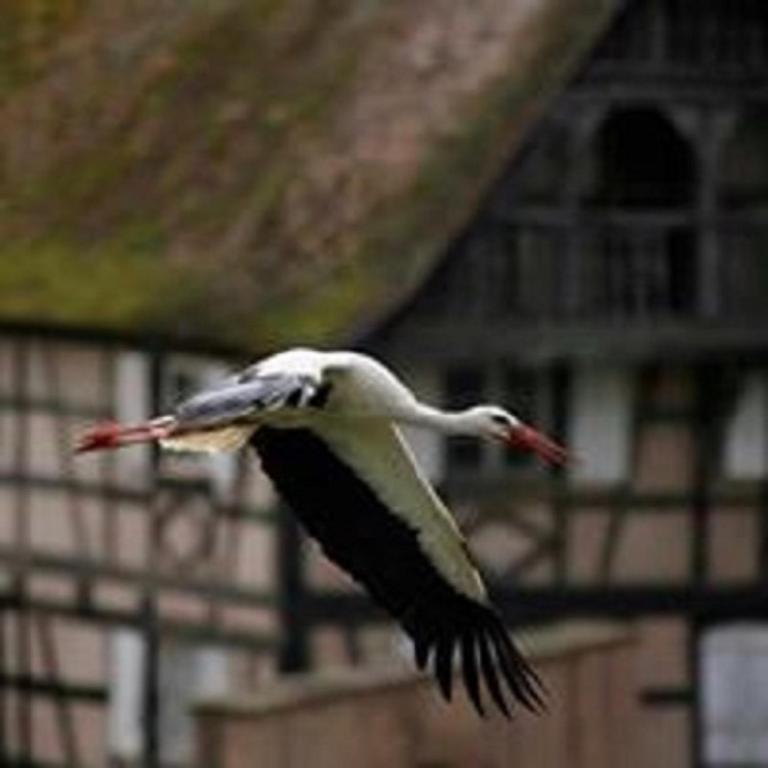 Les Ambrades Riquewihr – photo 30