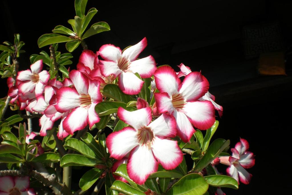 Maha Neka Villa - 12