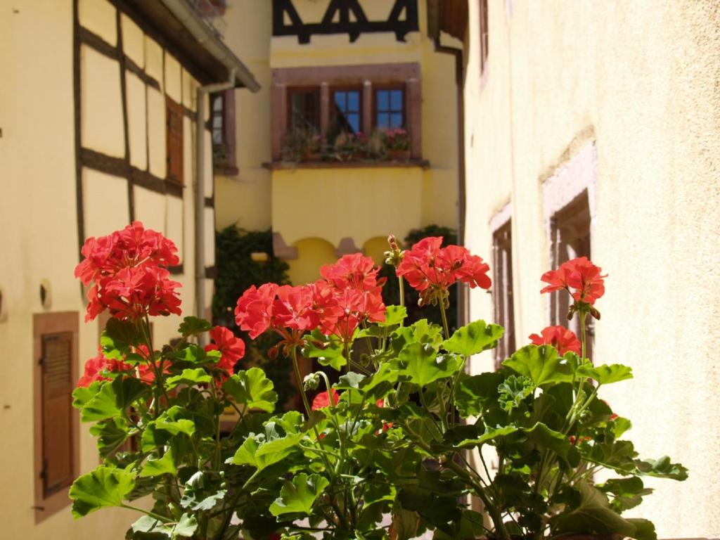 Les Ambrades Riquewihr – photo 33