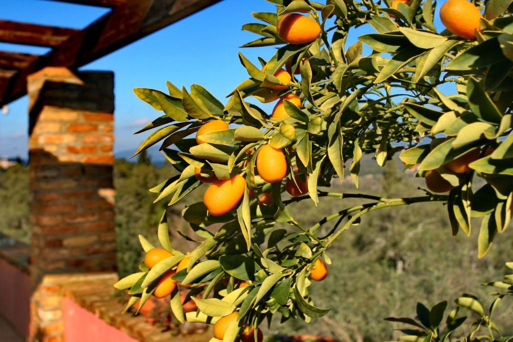 Fotografie z fotogalerie ubytování Villa Kardami -country house v destinaci Agios Gordios
