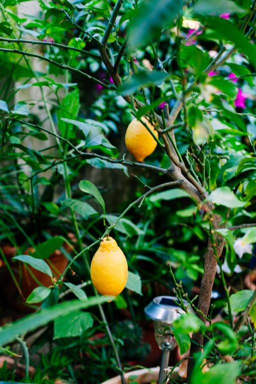 Logis Hôtel Villa Victorine - Resim 14