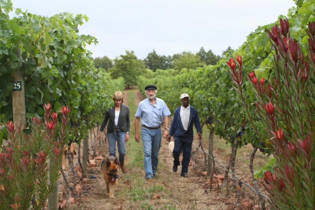 a group of people walking through a vineyard with a dog at Belfield Wines and Farm Cottages in Grabouw