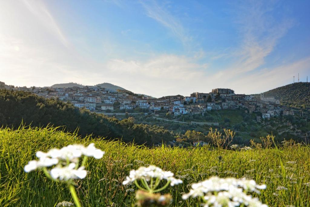 a field of white flowers in a grassy field at La Mariposa in Nova Siri