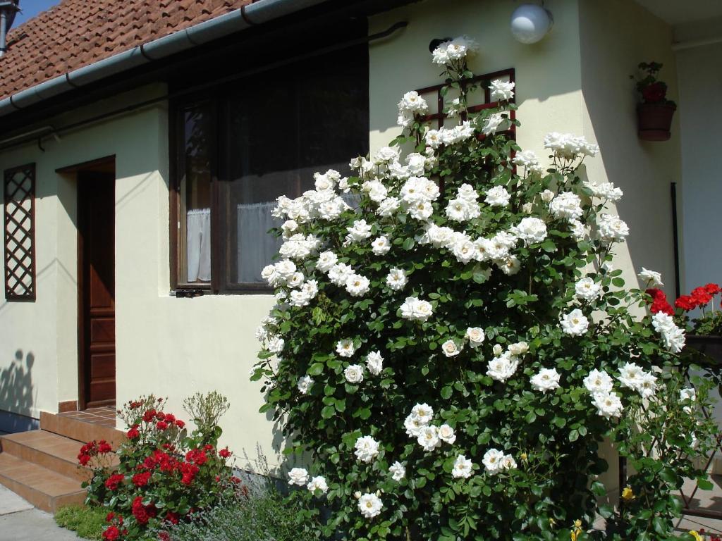 Rózsa Apartman - Apartment - Ground Floor