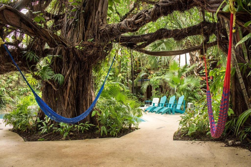 Um jardim em Eco-hotel El Rey del Caribe