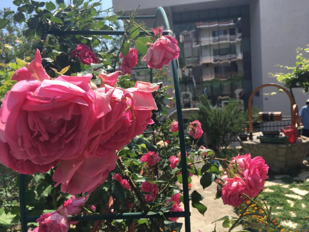 Ein Haufen rosa Rosen im Garten in der Unterkunft Apartments Milena in Tivat
