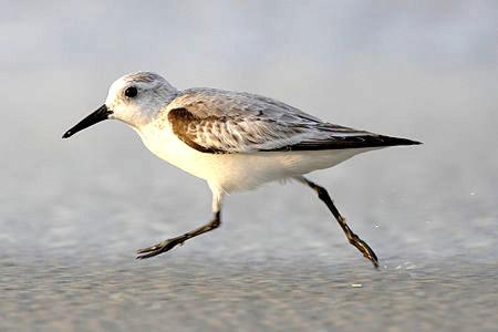 ein Vogel, der auf dem Sand am Strand wandert in der Unterkunft Strandläufer Zempin in Zempin