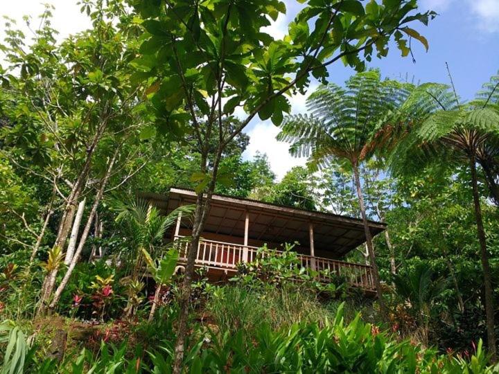 a cabin in the middle of a forest with trees at Roots Jungle Retreat in Marigot