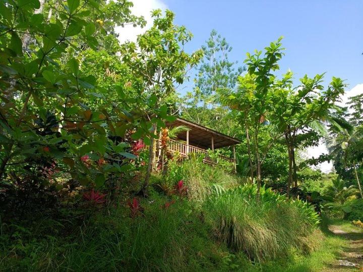 Zahrada ubytování Roots Jungle Retreat