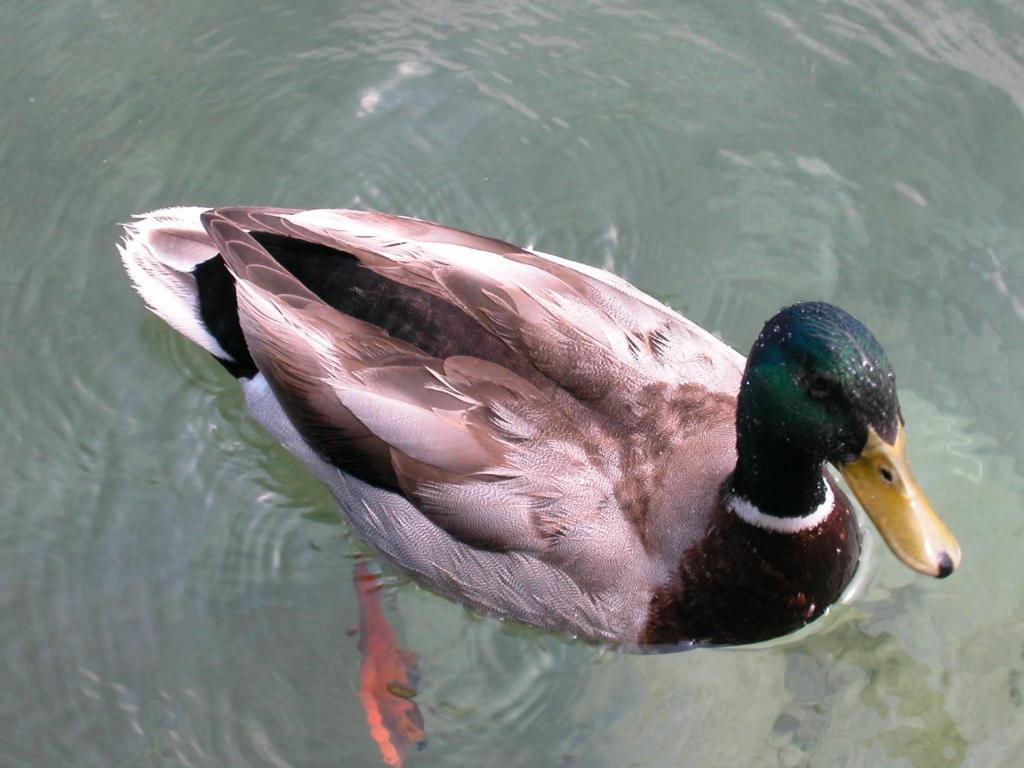 Zvířata v hotelu nebo okolí