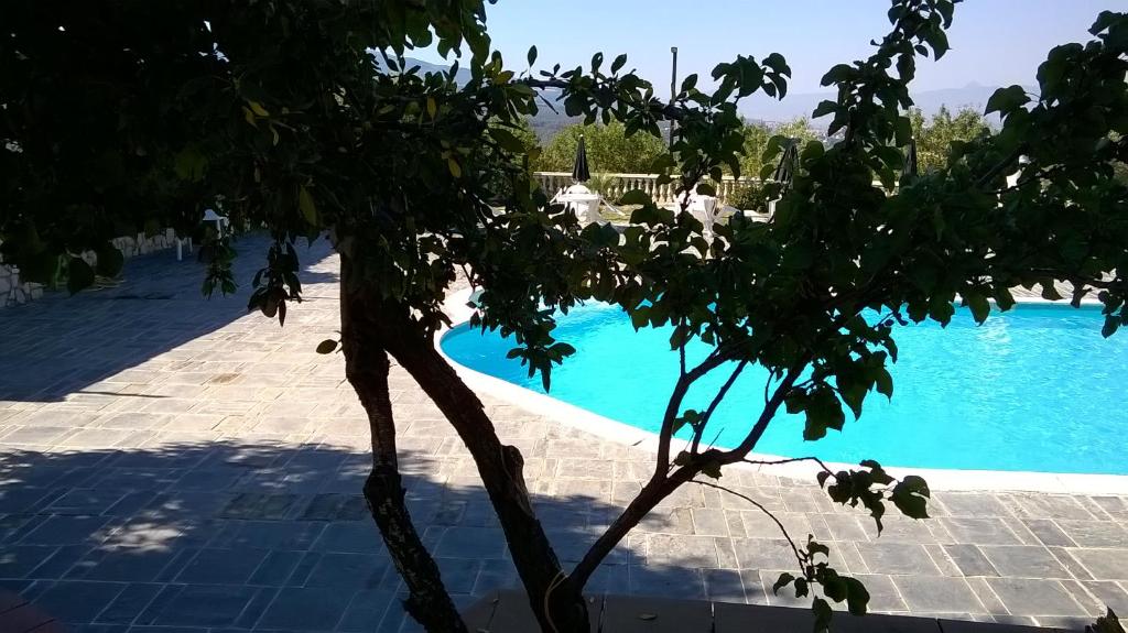 uma árvore em frente a uma piscina em Agriturismo Vemi em Santa Sofia dʼEpiro