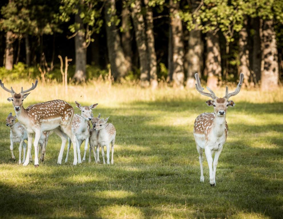 a group of deer standing in the grass at Jomantų slėnis in Jomantai