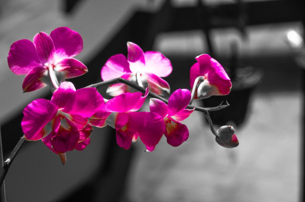 Fotografie z fotogalerie ubytování Coco Bungalows Hoi An v destinaci Hoi An