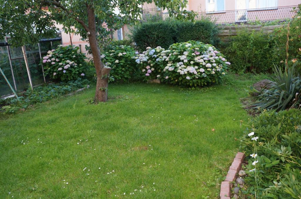 podwórko z różowymi i białymi kwiatami i drzewem w obiekcie Pokoje Goscinne LAVENDA w mieście Mielno