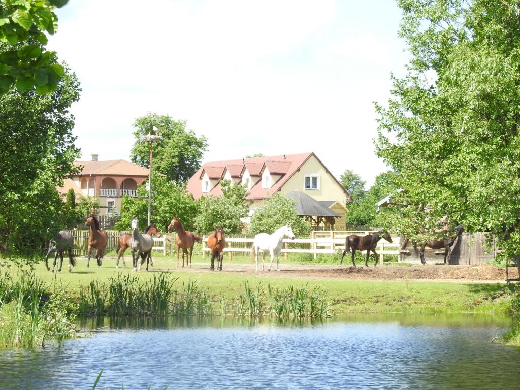 WyszelにあるGospodarstwo Kaczynski Ostrołękaの池を歩く馬の群れ