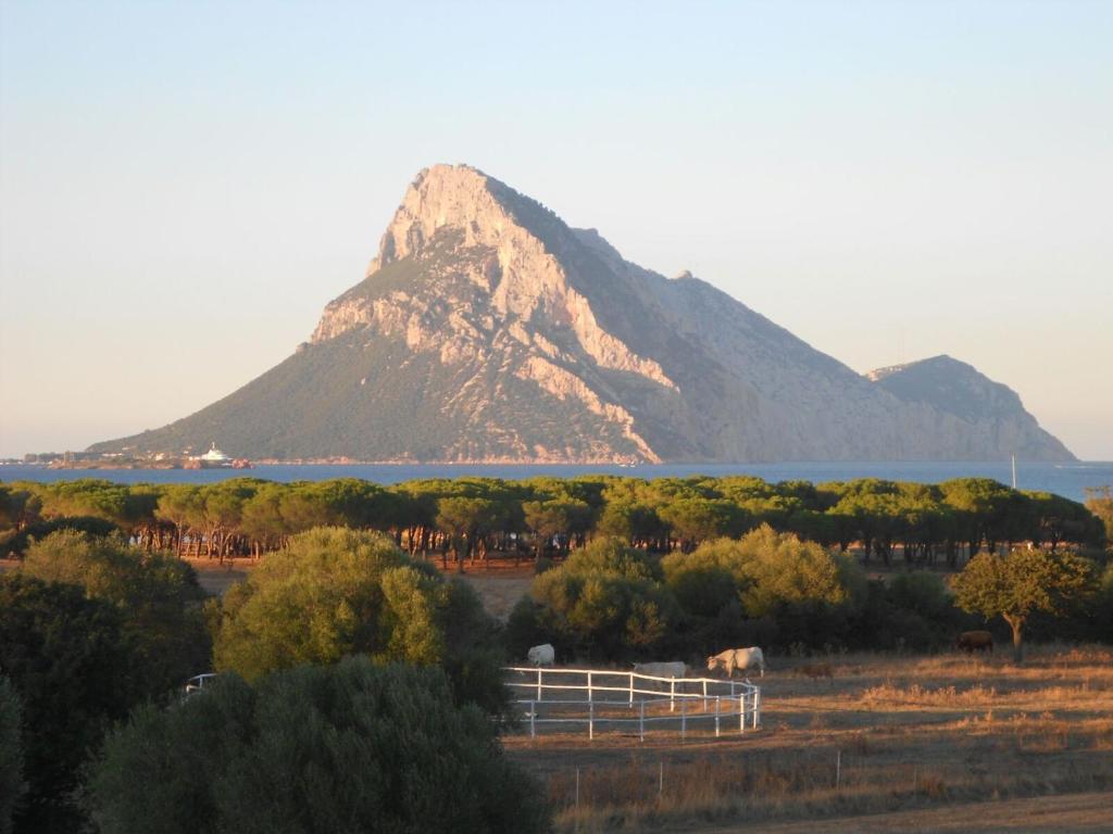 a mountain in the middle of a field with trees at B&B La Taerra in Porto San Paolo
