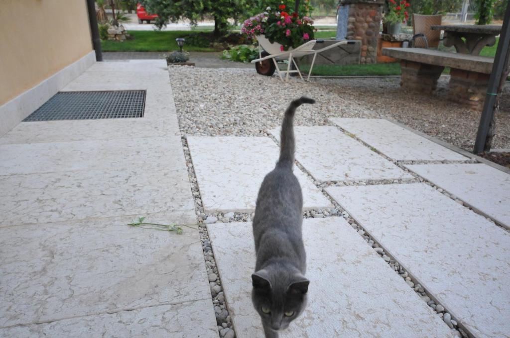 Domácí mazlíčci ubytovaní s hosty v ubytování Agriturismo Corte Albarel