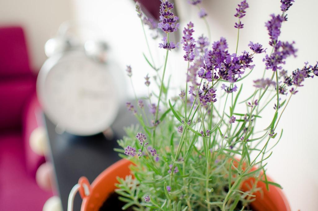 Ogród w obiekcie Casa Lavanda
