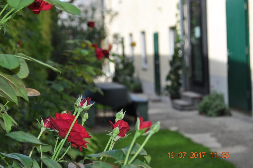 un grupo de flores rojas en un jardín en Appartmenthaus Josefikeller en Podersdorf am See