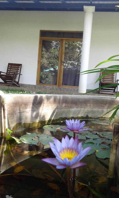 Zahrada ubytování River Retreat Sigiriya