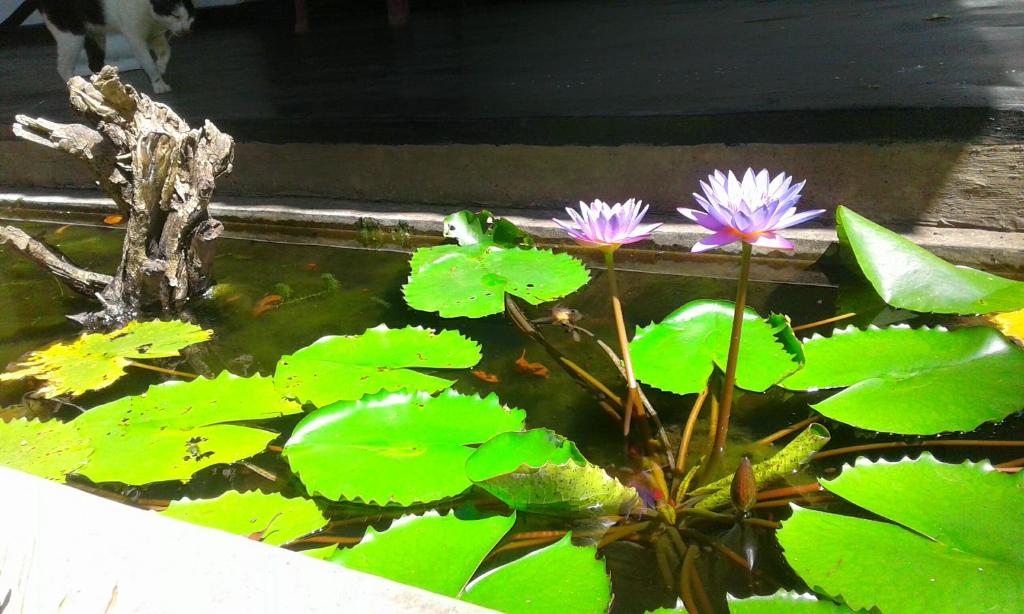 Zahrada ubytování River Retreat Sigiriya