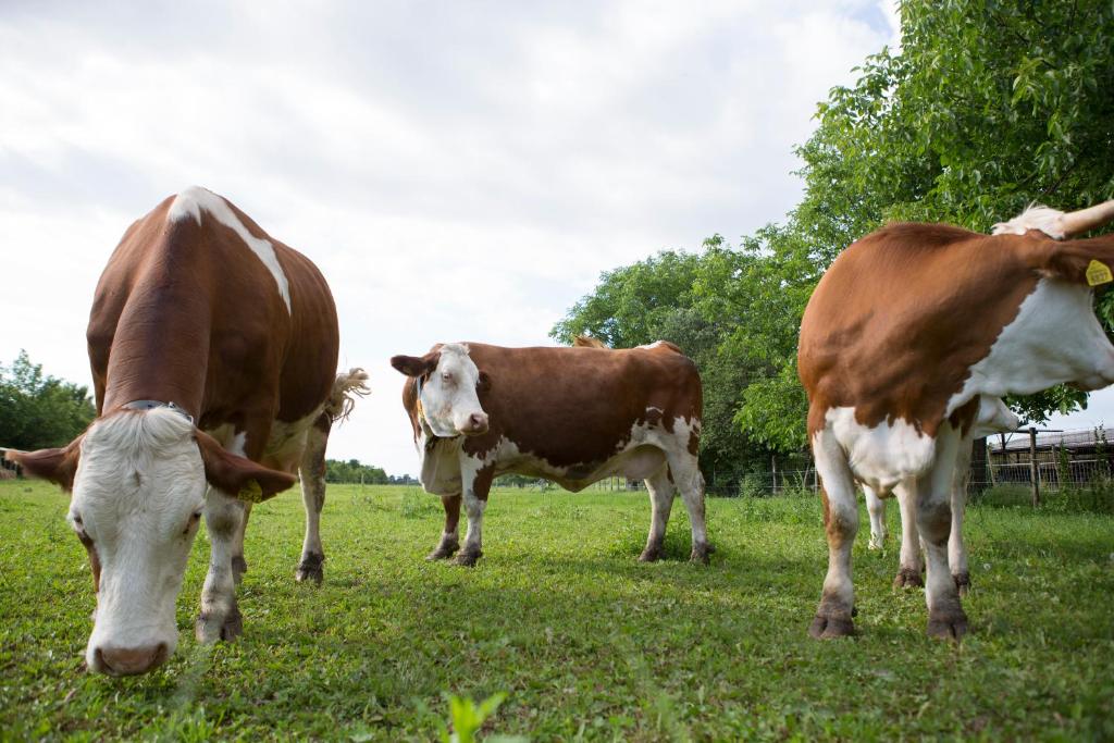 3 vaches herbivores dans l'établissement Agriturismo Borg da Ocjs, à Cormòns