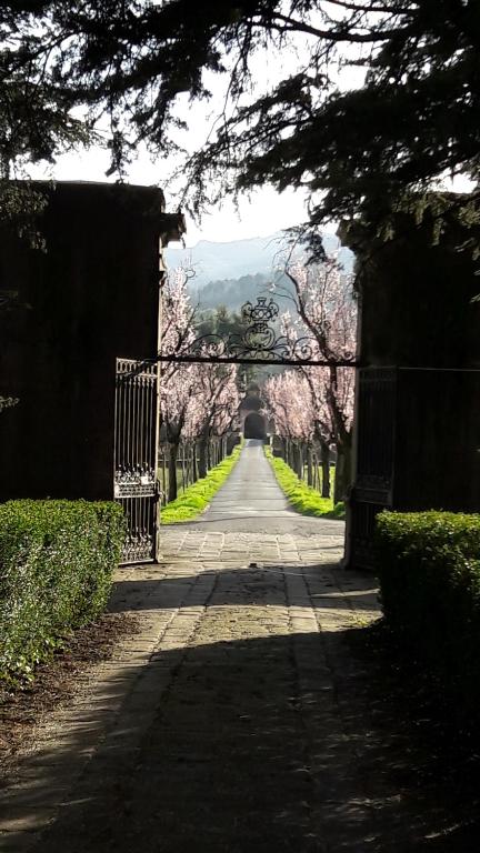 a tree lined road with pink cherry trees in the distance at B&B Ai Chiosi in Pontremoli