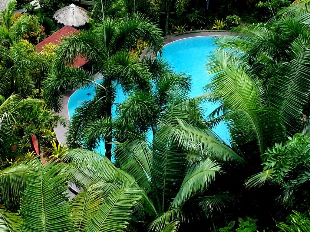 un grupo de palmeras frente a una piscina en Hof Gorei Beach Resort Davao en Samal