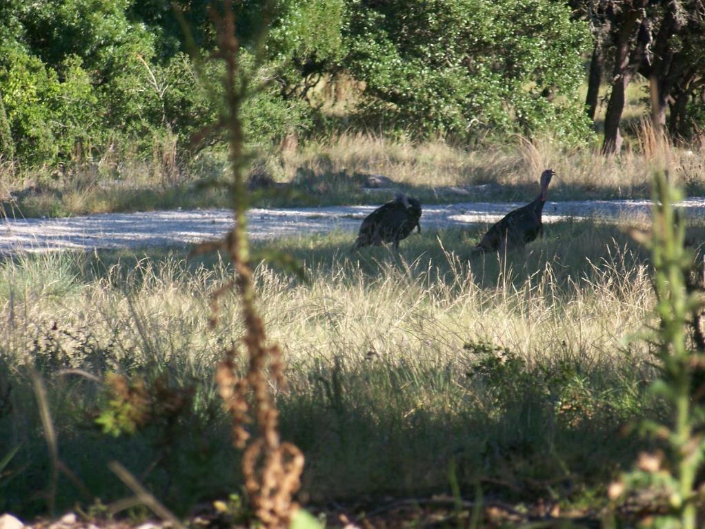 two black cats walking in the grass near a road at Breezy Hills Cottages - Morning Sun Cottage in Fredericksburg