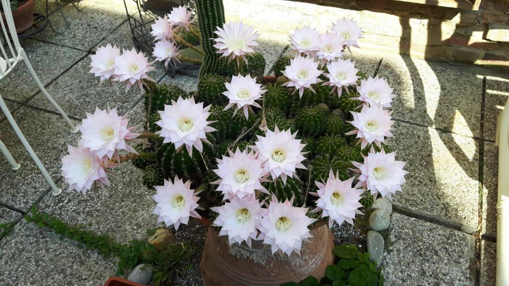 Сад в Il Giardino Roccioso